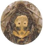 DeathsHead.gif (33064 bytes)